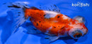 4.5" CALICO TELESCOPE FANTAIL GOLDFISH