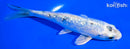 5.75" GINRIN GIN SHIRO BEKKO