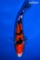 7" SANKE