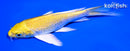 6.25" YAMABUKI OGON BUTTERFLY