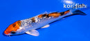 4" GINRIN YAMATO NISHIKI