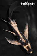 5.5" KIKOKURYU BUTTERFLY