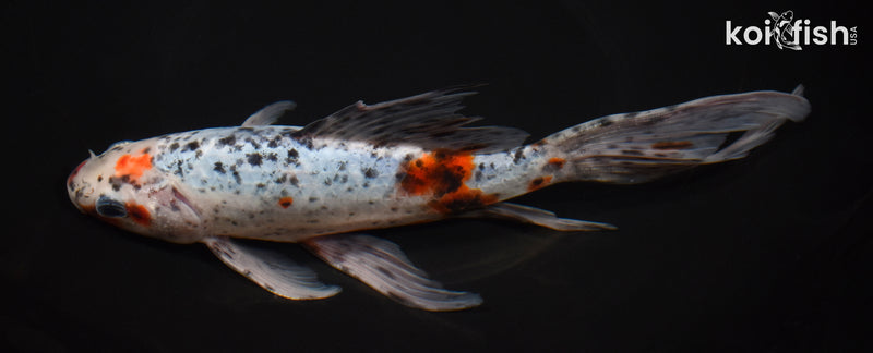 9" SHUBUNKIN GOLDFISH