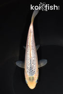 6.75" GINRIN GOSHIKI