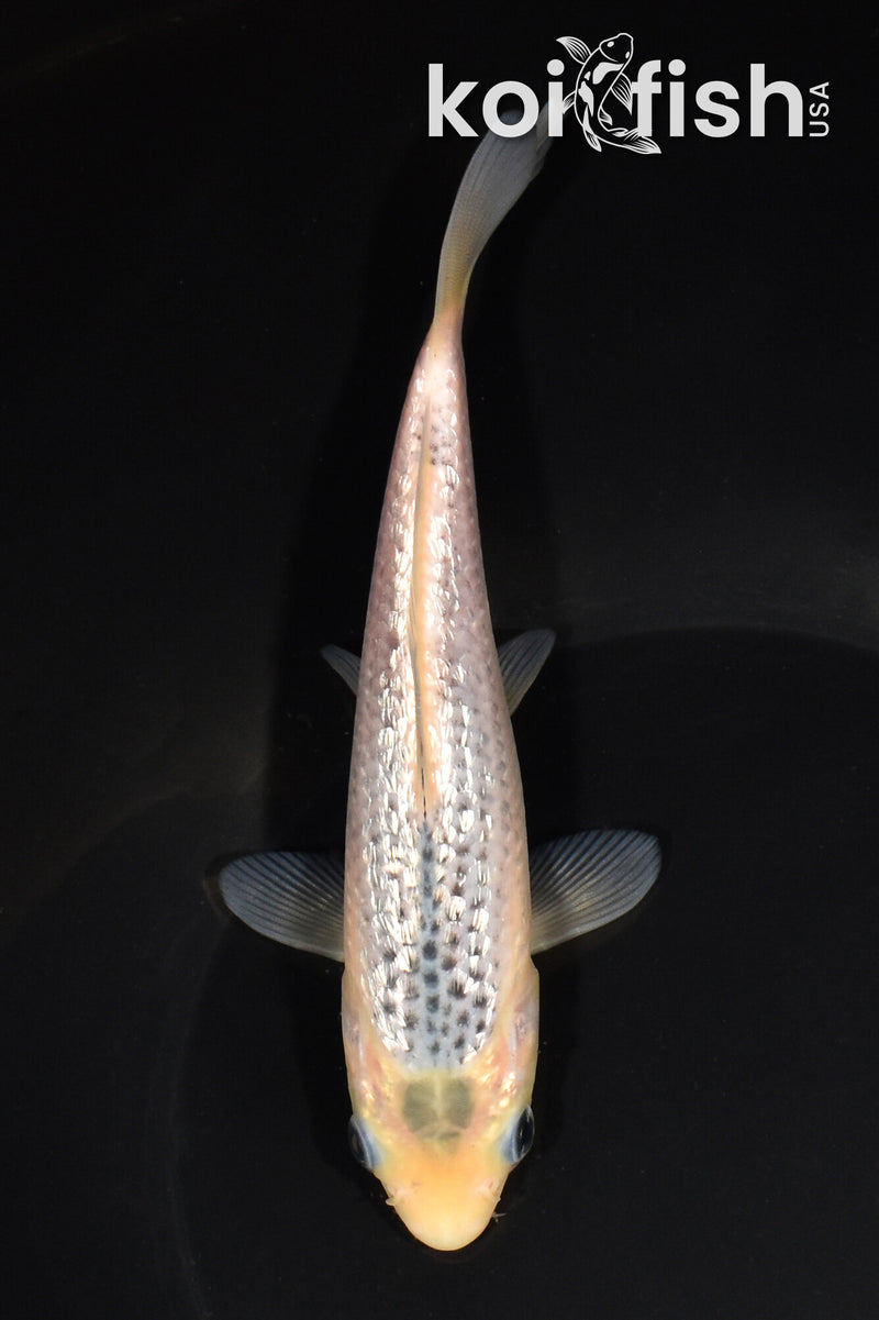 6.75" GINRIN GOSHIKI