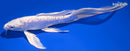 8.75" DOITSU PLATINUM OGON BUTTERFLY
