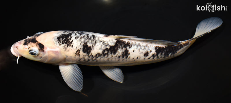 12" MATSUKAWABAKE