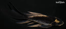 5.75" DOITSU KABUTO BUTTERFLY