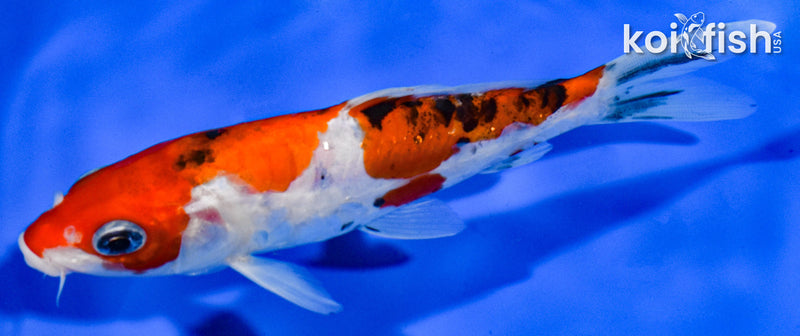 5.5" DOITSU SANKE