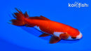 5.25" WAKIN GOLDFISH