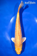 10.75" GINRIN YAMABUKI OGON