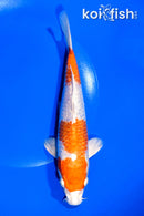 8.25" GINRIN HARIWAKE