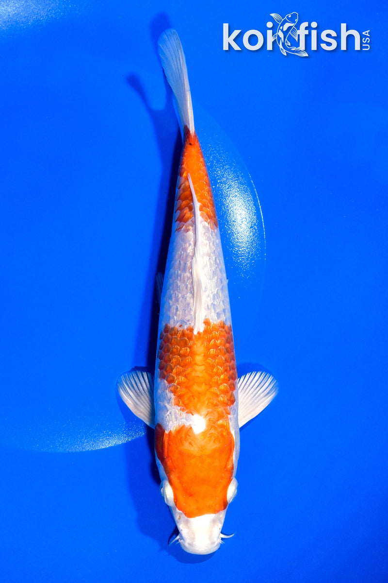 8.25" GINRIN HARIWAKE