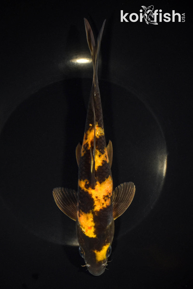 8.5" KIN KI UTSURI