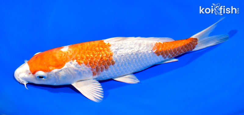 8.25" GINRIN HARIWAKE