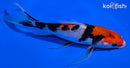6.75" SANKE BUTTERFLY