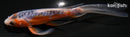 5.5" HI SHUSUI BUTTERFLY