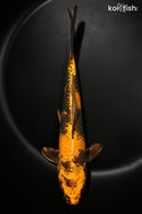 8.75" KIN HI UTSURI