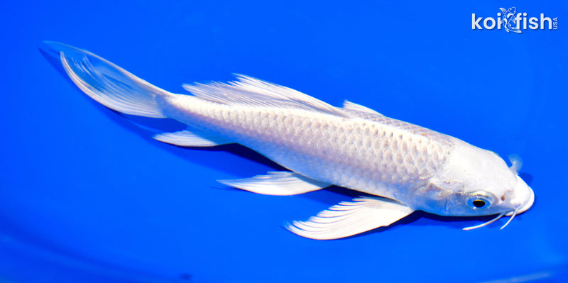 7.5" PLATINUM OGON BUTTERFLY