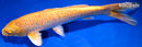 10.75" GINRIN YAMABUKI OGON