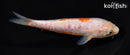 5" ARAGOKE OCHIBA SHIGURE