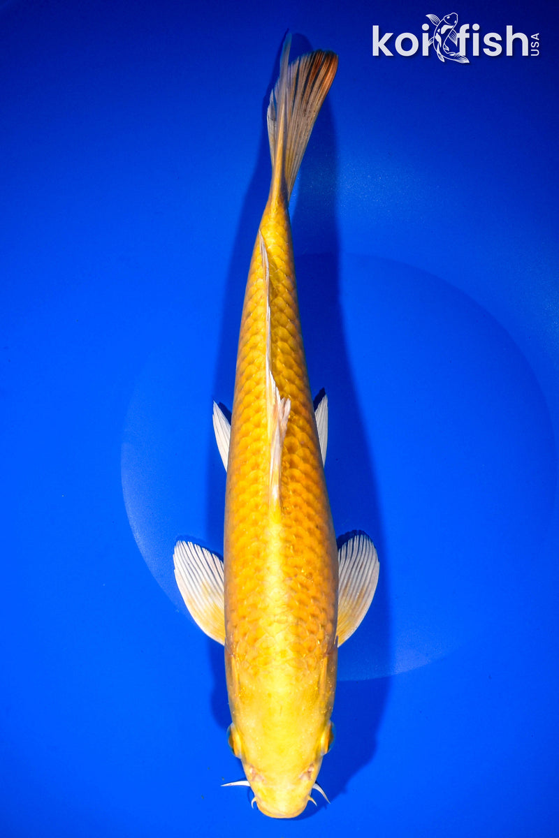 11.5" YAMABUKI OGON