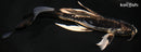 8.25" KIKOKURYU BUTTERFLY