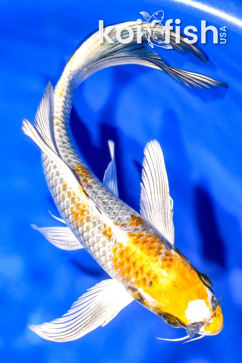8" KUJAKU BUTTERFLY