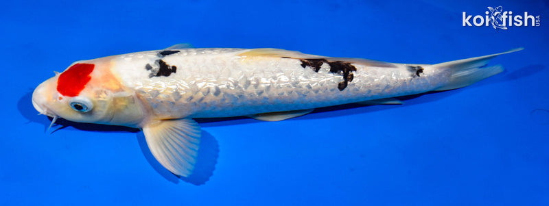 13.75" GINRIN TACHO SANKE