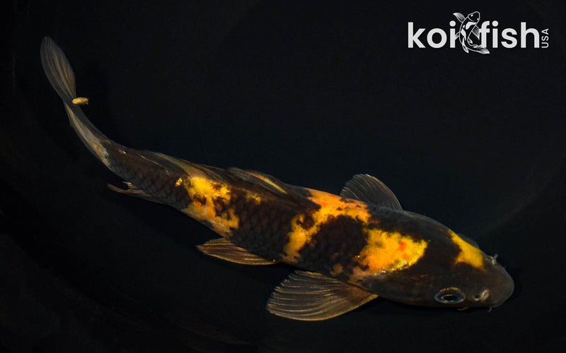 8.5" KIN KI UTSURI