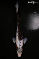 11.75" BENI MATSUKAWABAKE