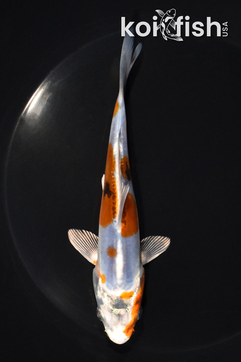 5.75" GINRIN HEISEI NISHIKI