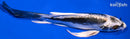 6.75" KIKOKURYU BUTTERFLY