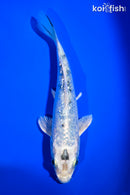 5.75" GINRIN GIN SHIRO BEKKO