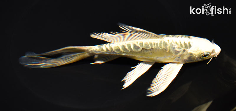 7.25" ARAGOKE KIN KIKOKURYU BUTTERFLY