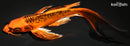 9.5" KIN ORENJI MATSUBA BUTTERFLY