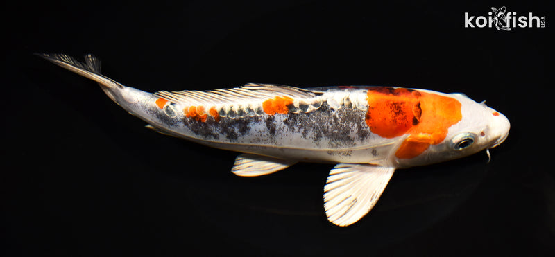 8.5" BENI KIKOKURYU