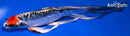 7.75" BENI KIKOKURYU BUTTERFLY