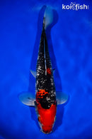 13" BENI MATSUKWABAKE