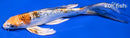 8" GINRIN YAMATO NISHIKI BUTTERFLY
