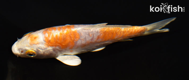 3.75" KIKUSUI