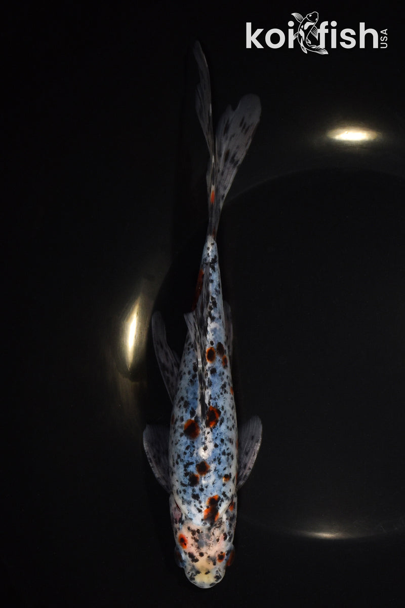 8.25" SHUBUNKIN GOLDFISH