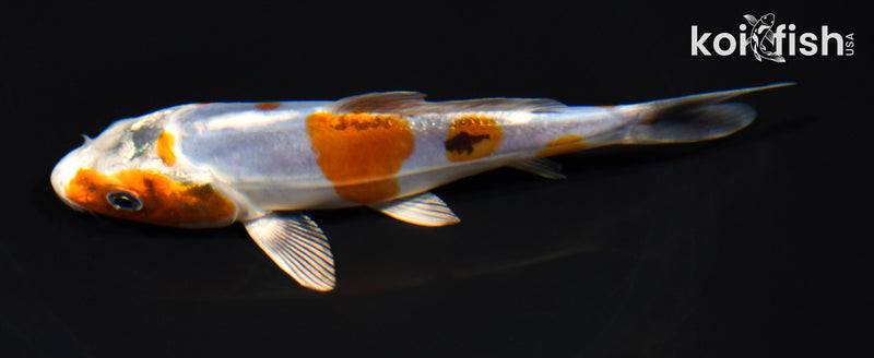 5.75" GINRIN HEISEI NISHIKI