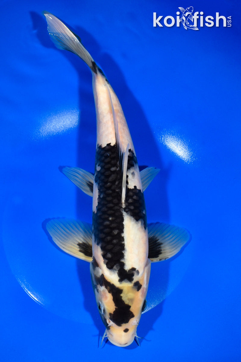 11.75" SHIRO UTSURI
