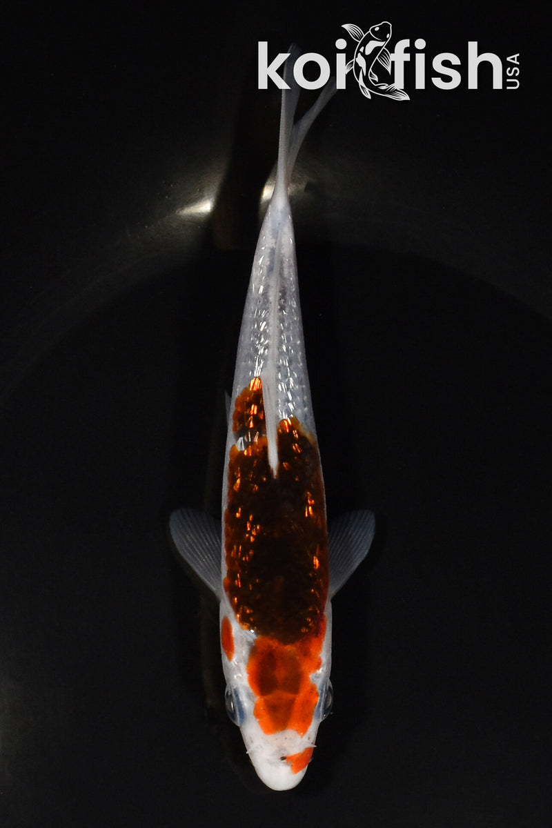 5.5" GINRIN GOROMO