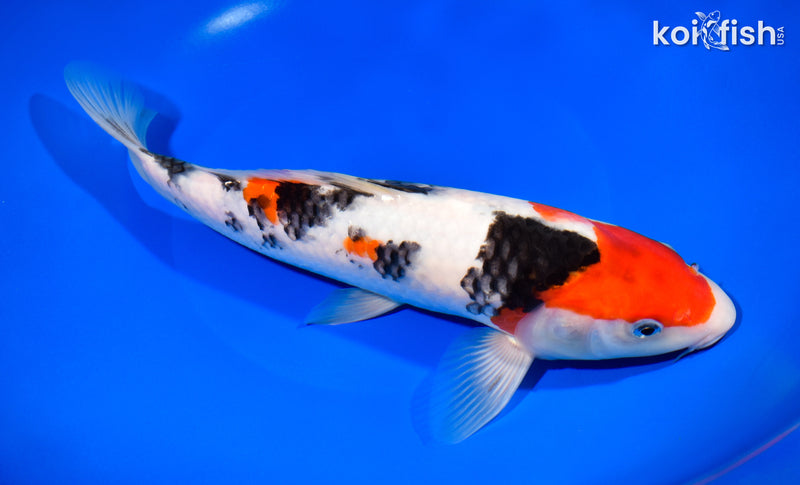 10.75" SANKE