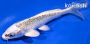 5.75" GIN MATSUBA