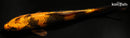8.75" KIN HI UTSURI