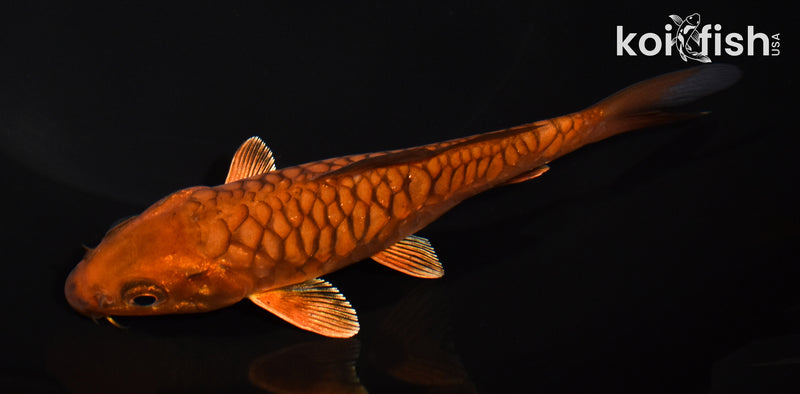 5.25" ARAGOKE CHAGOI