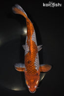 11.5" OCHIBA SHIGURE